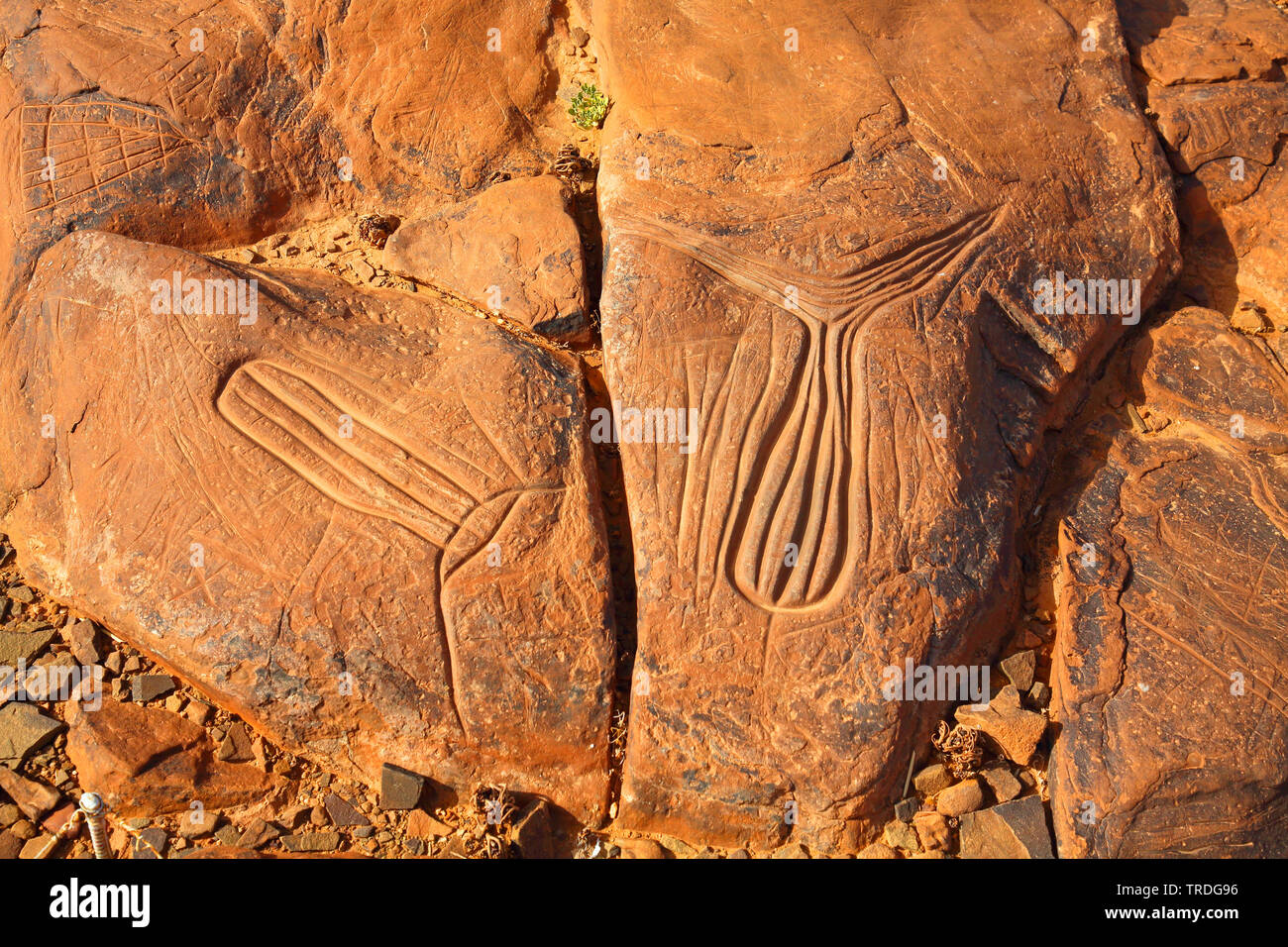 Pétroglyphes préhistoriques, matériel de pêche, le Maroc, l'Ait Ouazik Banque D'Images