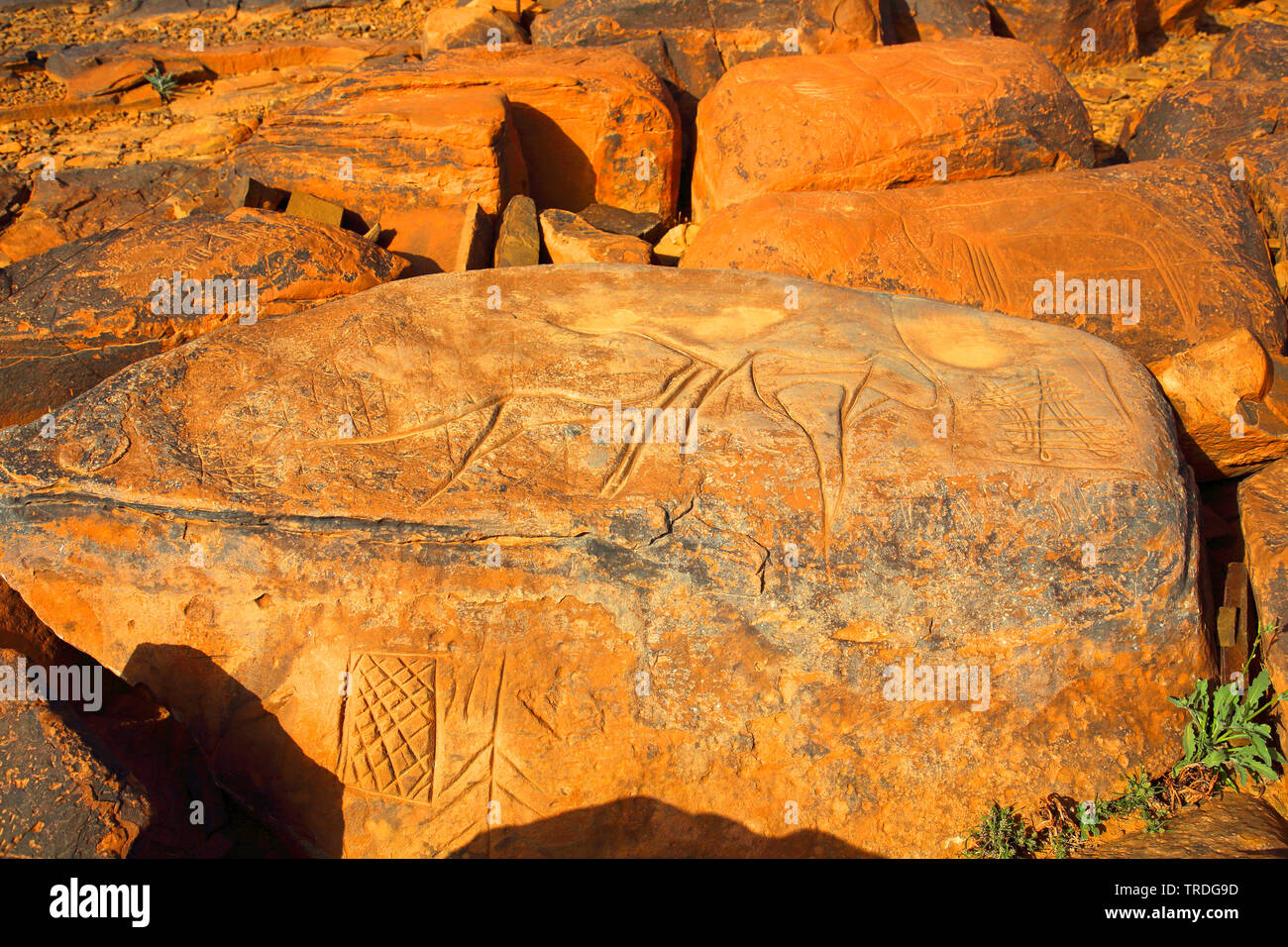 Pétroglyphes préhistoriques, le Maroc, l'Ait Ouazik Banque D'Images