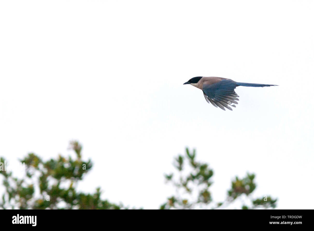 Azure-winged magpie (Cyanopica cyana), voler, Espagne Banque D'Images