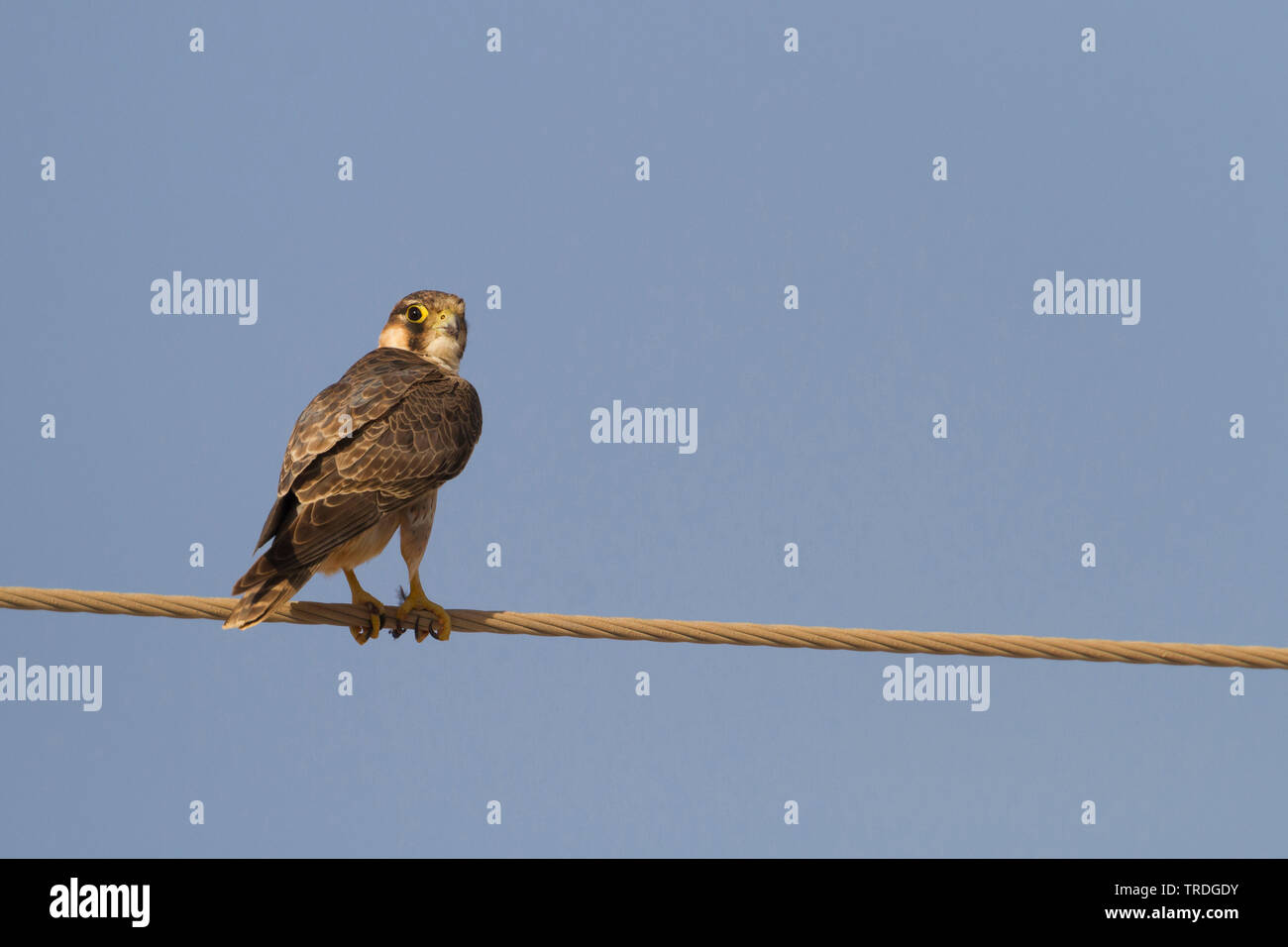 Barbary falcon (Falco pelegrinoides), assis sur une ligne, Oman Banque D'Images