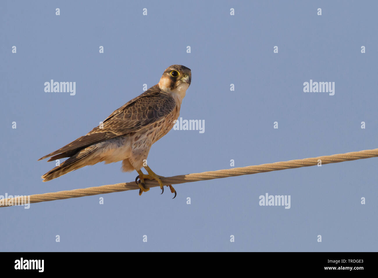 Barbary falcon (Falco pelegrinoides), assis sur une ligne, Oman Banque D'Images