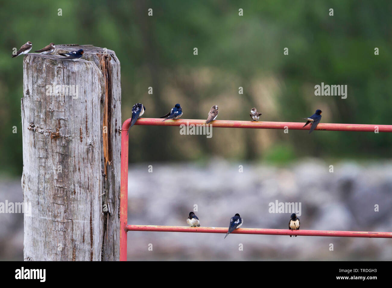 L'hirondelle rustique (Hirundo rustica), groupe sur un garde-fous, Autriche Banque D'Images