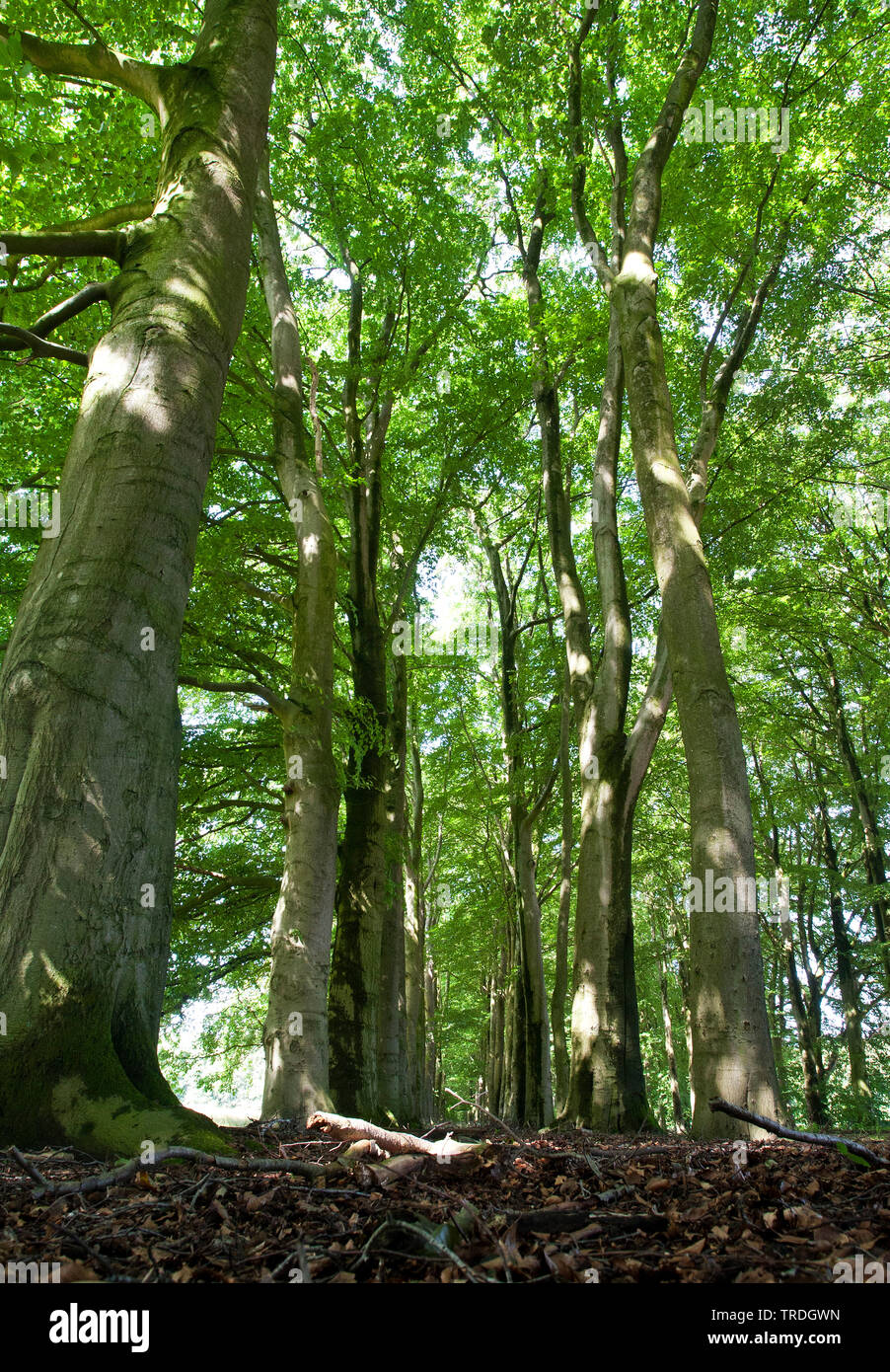 Le hêtre commun (Fagus sylvatica), forêt de hêtres, Pays-Bas, Overijssel, Springendal, Ootmarsum Banque D'Images