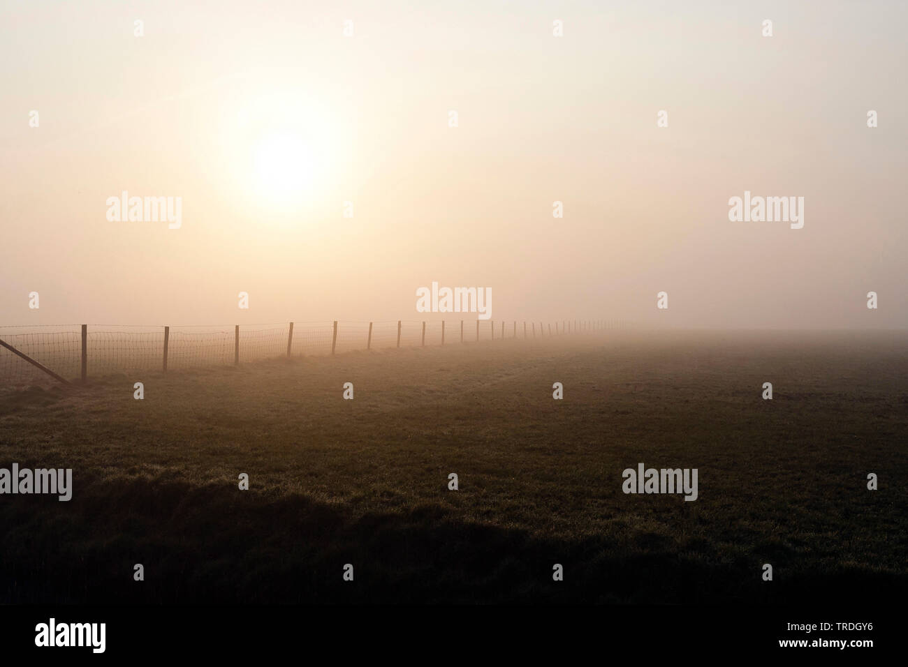 Misty meadow à Texel en printemps, Pays-Bas, Texel Banque D'Images