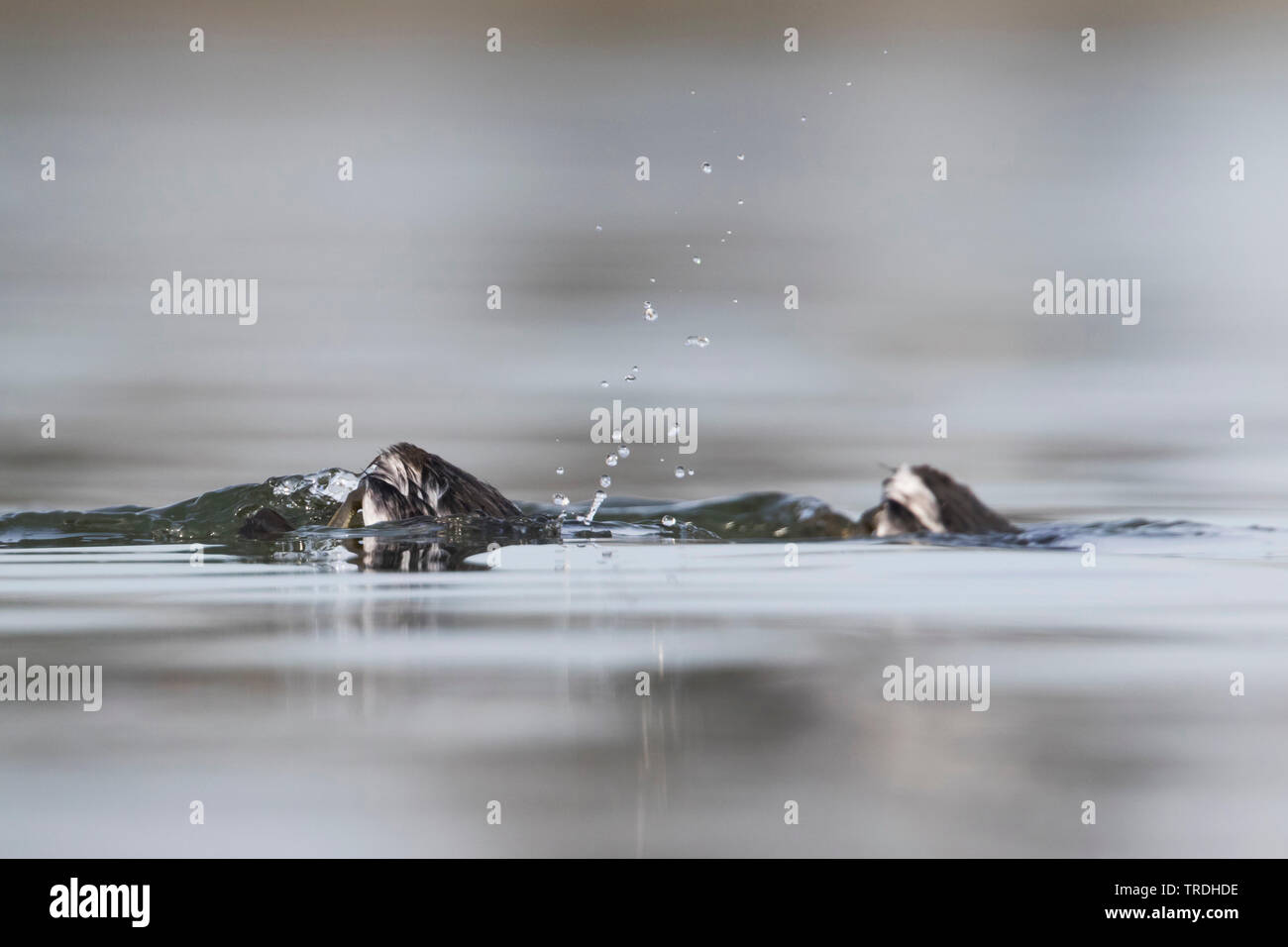 Grèbe à cou noir (Podiceps nigricollis), adultes en plumage d'hiver sur l'eau, submerge, Allemagne Banque D'Images
