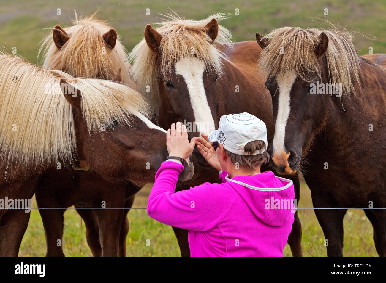 Islandic Horse, cheval islandais, Islande pony (Equus przewalskii f. caballus), chevaux Islandic nez curieusement à une femme à la clôture de pâturage, l'Islande Banque D'Images