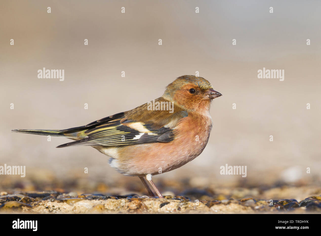 Chaffinch (Fringilla coelebs), nourriture des hommes sur le terrain, Allemagne Banque D'Images
