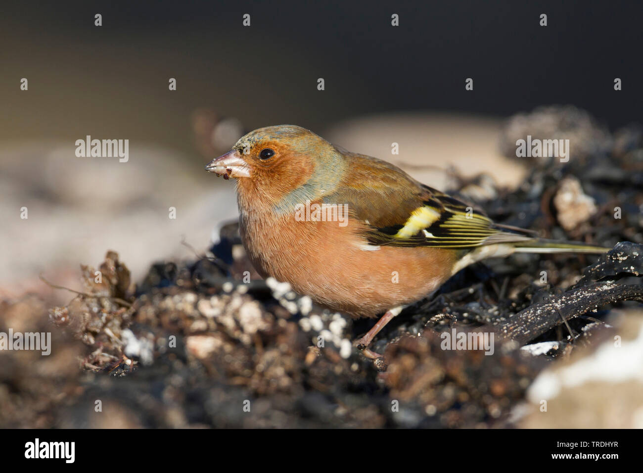 Chaffinch (Fringilla coelebs), nourriture des hommes sur le terrain, Allemagne Banque D'Images