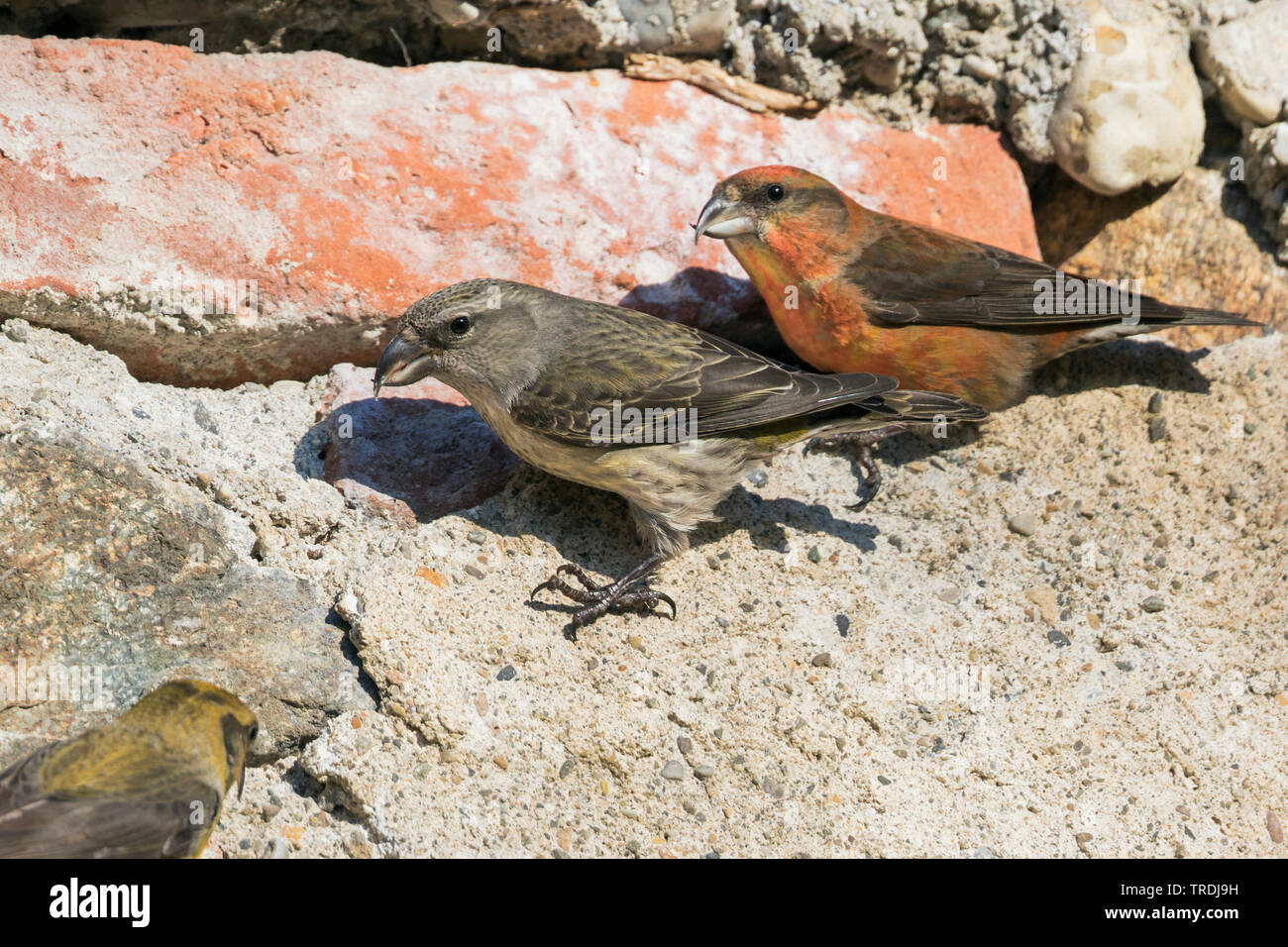 Le bec-croisé des sapins (Loxia curvirostra), les minéraux d'un mur de pierre, Allemagne Banque D'Images