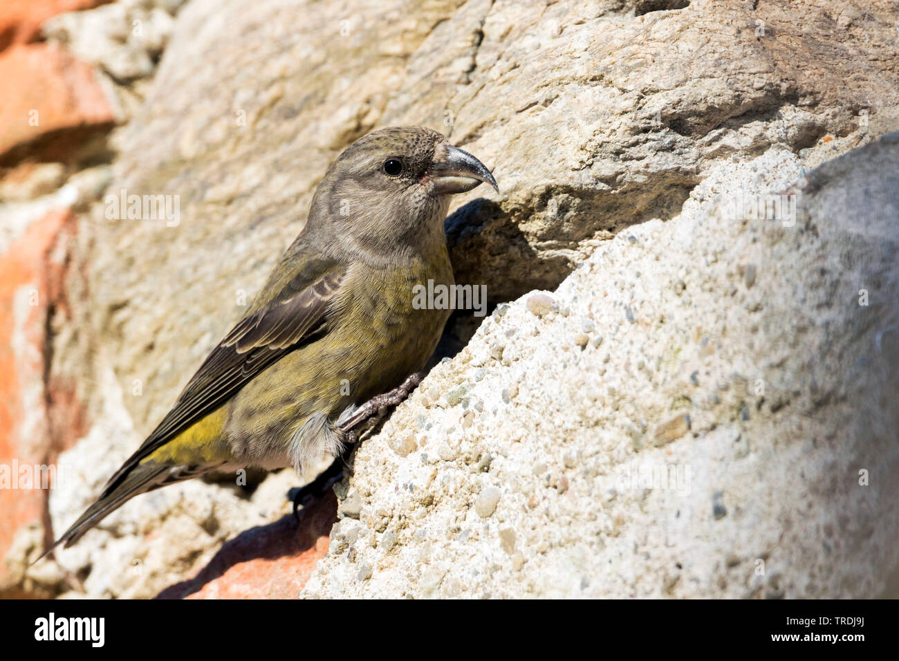 Le bec-croisé des sapins (Loxia curvirostra), les minéraux de l'alimentation d'un mur de pierre, Allemagne Banque D'Images
