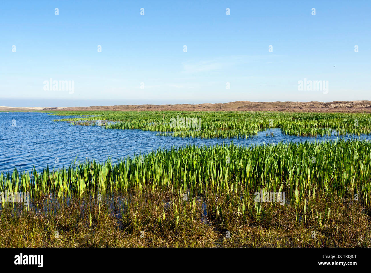 Iris jaune, drapeau jaune (Iris pseudacorus), Lac à Texel en printemps, Pays-Bas, Texel Banque D'Images