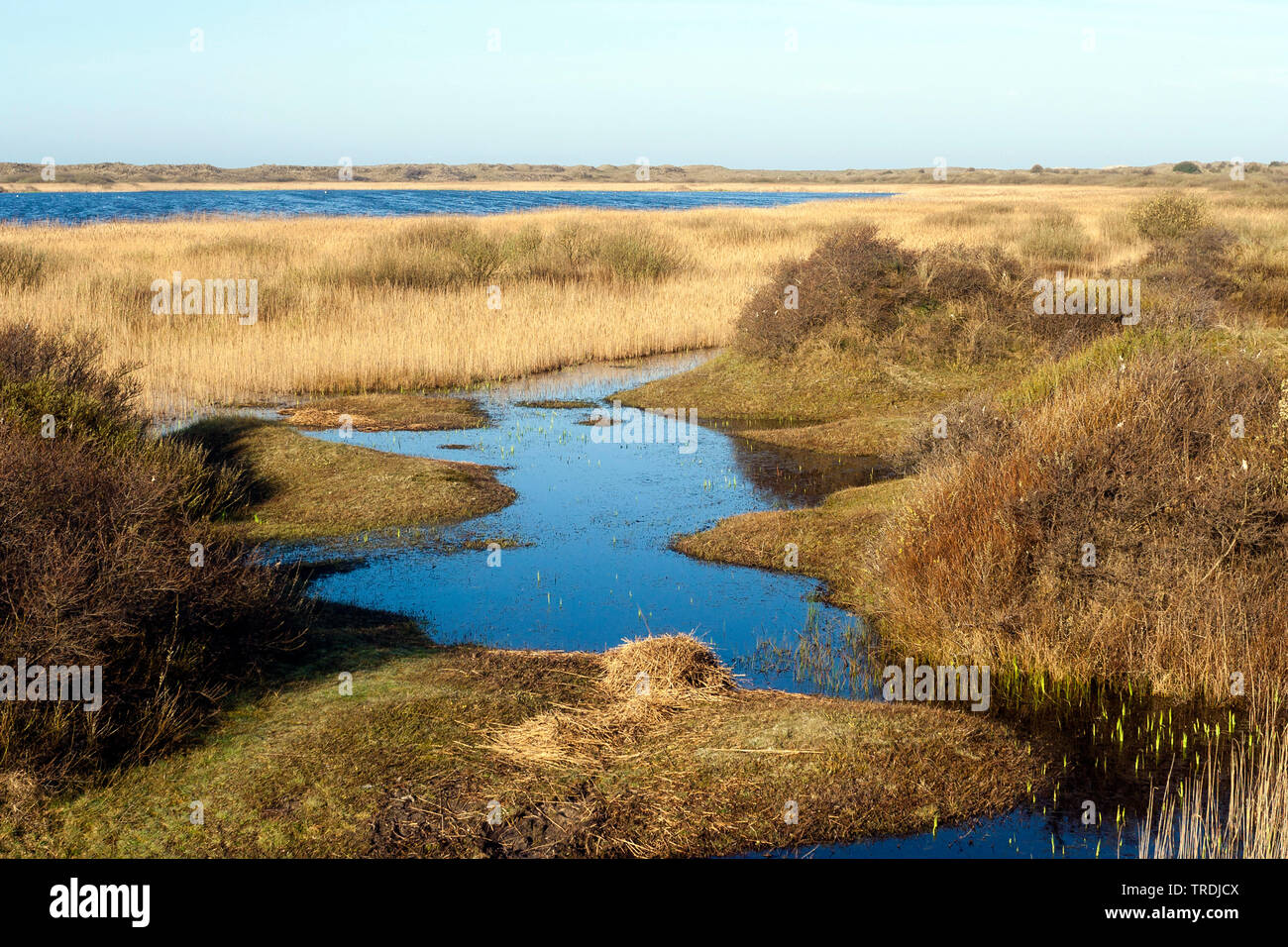 Lac à Texel en printemps, Pays-Bas, Texel Banque D'Images