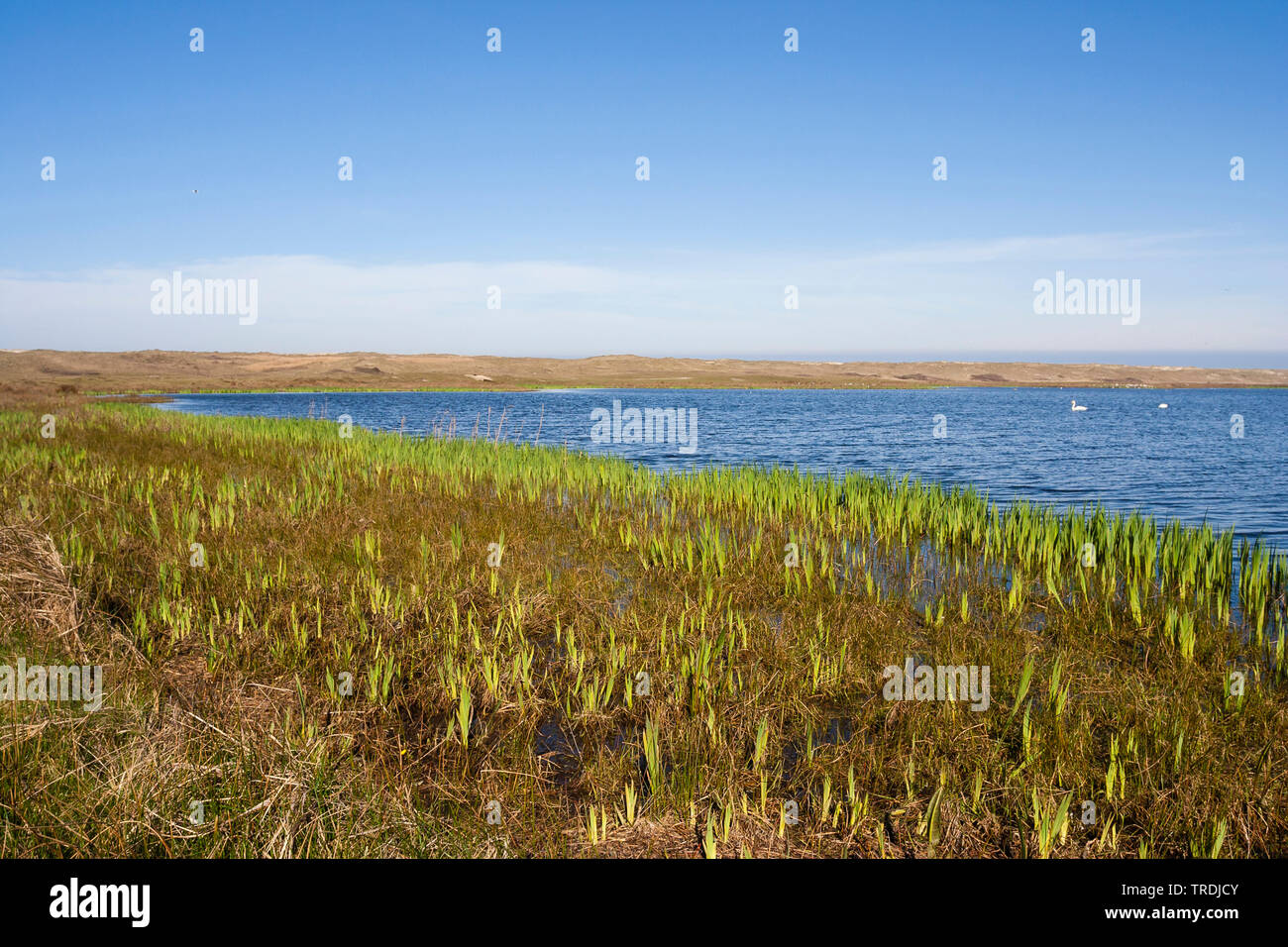Iris jaune, drapeau jaune (Iris pseudacorus), Lac à Texel en printemps, Pays-Bas, Texel Banque D'Images