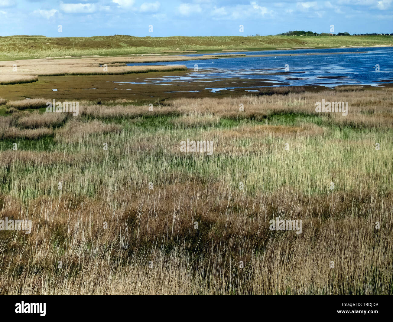 Paysage à Texel en printemps, Pays-Bas, Texel Banque D'Images