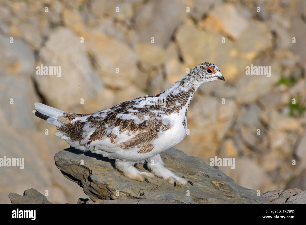 Le lagopède alpin, le poulet Neige (Lagopus mutus), en automne, son plumage d'escalade sur un rocher, la Suisse, l'Alpstein, Saentis Banque D'Images