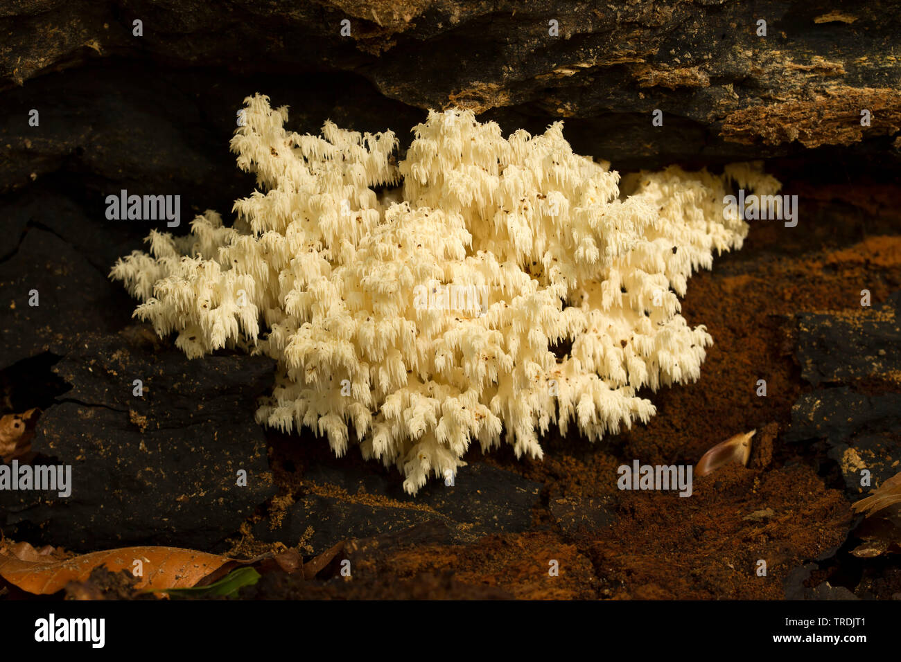 Dents de peigne, de champignons (dent de corail coralloides Hericium Hericium clathroides,), sur le bois mort, Pays-Bas Banque D'Images