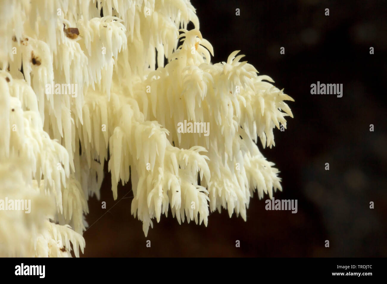 Dents de peigne, de champignons (dent de corail coralloides Hericium Hericium clathroides,), sur le bois mort, Pays-Bas Banque D'Images