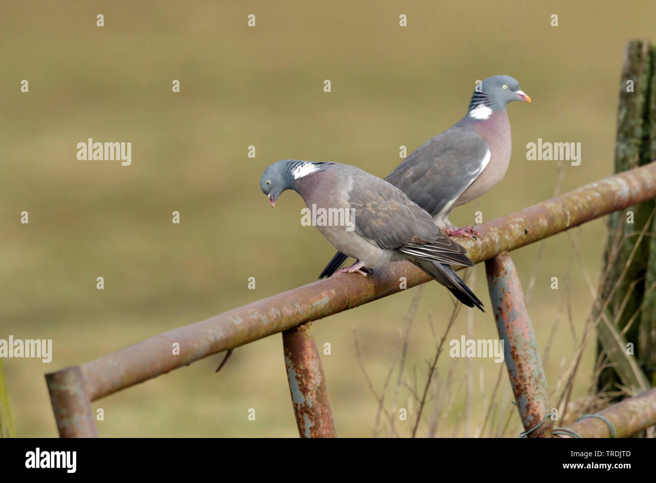 Pigeon ramier (Columba palumbus), deux pigeons bois perché sur une clôture rouillée , Pays-Bas Banque D'Images