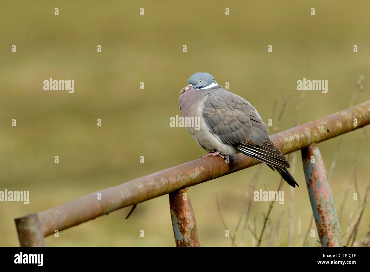 Pigeon ramier (Columba palumbus), perché sur une clôture rouillée , Pays-Bas Banque D'Images