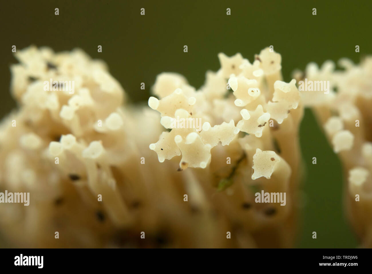 Les récifs de la Couronne, à pointe de la couronne (Artomyces pyxidatus corail champignon), sur le bois mort, Pays-Bas, Zeeland Banque D'Images