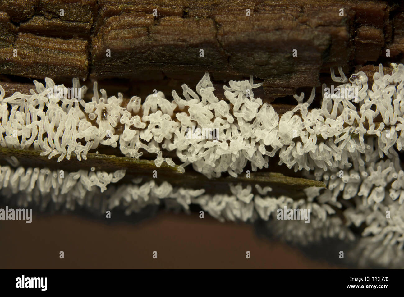 Myxomycète corail (Ceratiomyxa fruticulosa), sur le bois mort, les Pays-Bas, le nord de l'Allemagne Banque D'Images