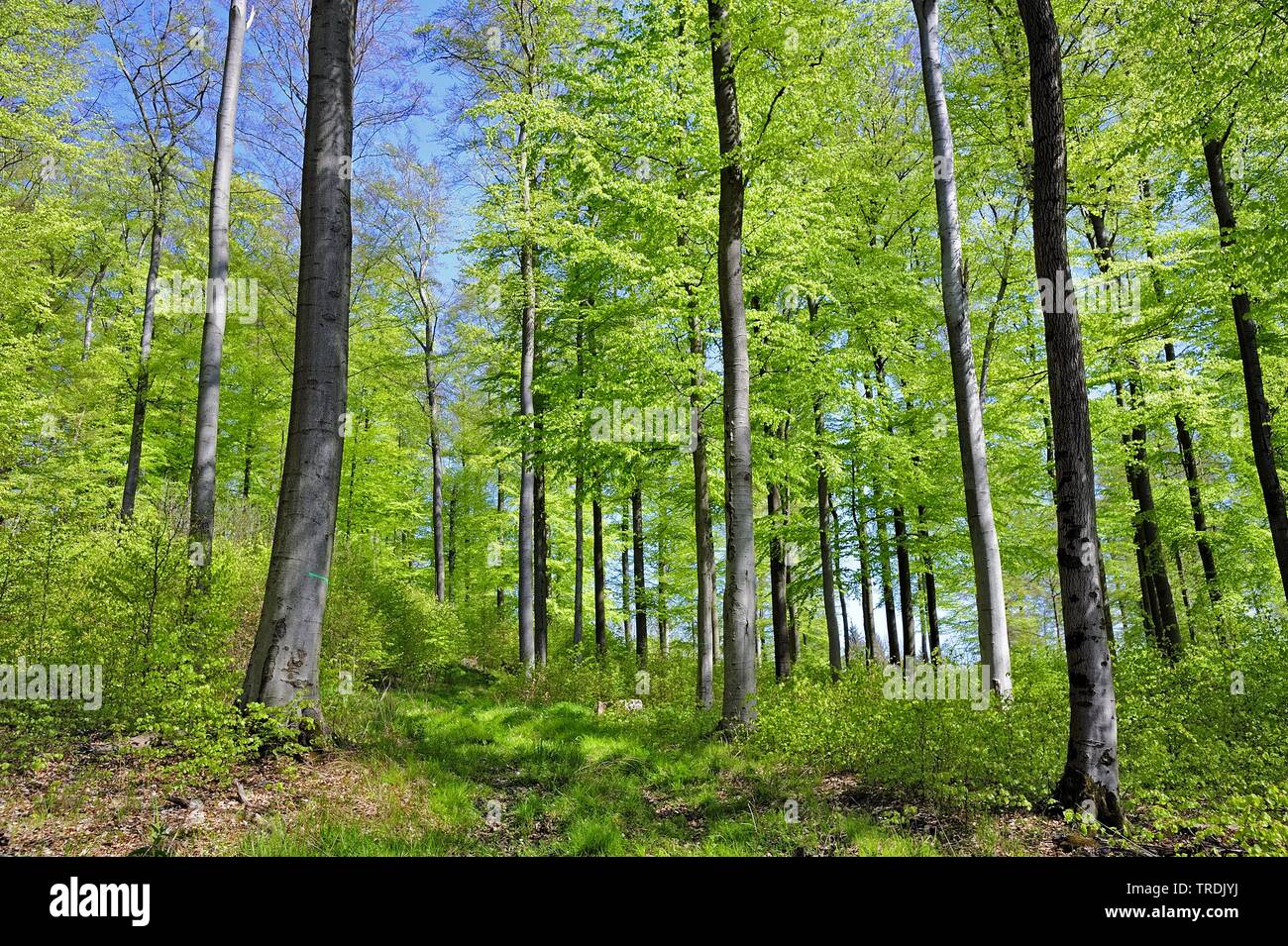 Le hêtre commun (Fagus sylvatica), forêt de hêtres au printemps, l'Allemagne, Rhénanie du Nord-Westphalie Banque D'Images