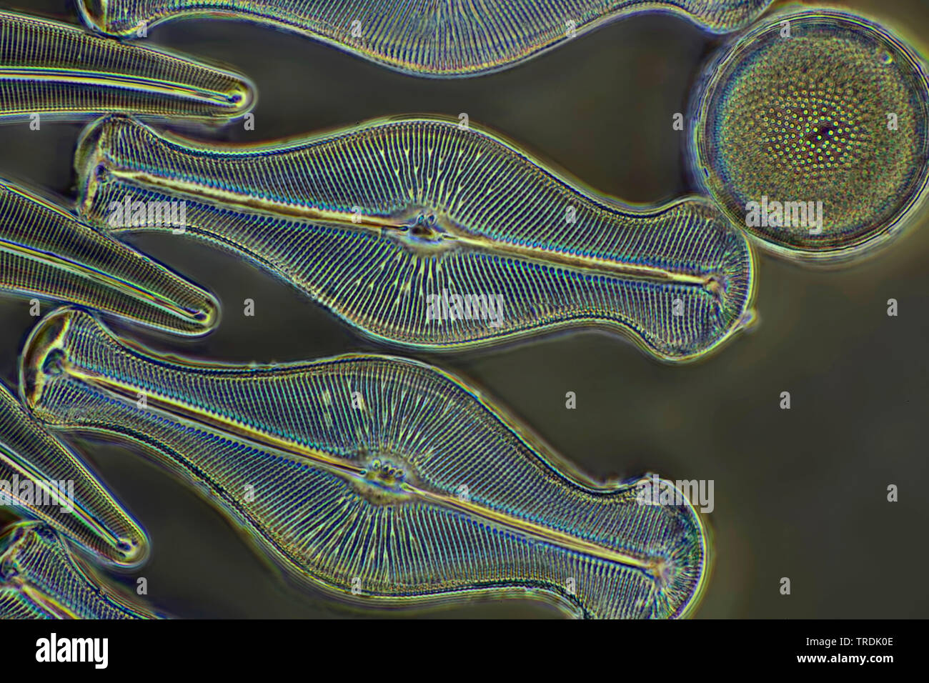 Diatomées (Diatomeae), dioatomeen en microscopie à contraste de phase, x 160 Banque D'Images