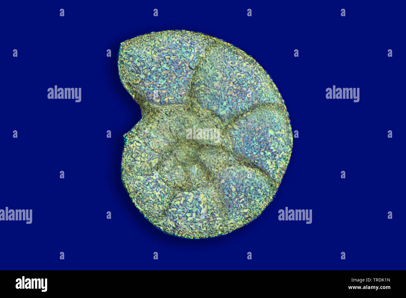 Foraminifères, forams (Foraminiferida), a, dans l'éclairage Rheinberg, x 20 Banque D'Images