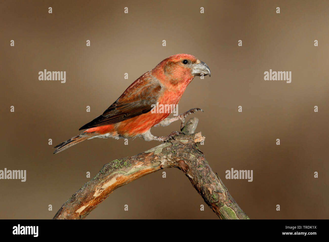 Bec-croisé des sapins (Loxia pytyopsittacus parrot), homme de se percher sur une branche, Pays-Bas Banque D'Images