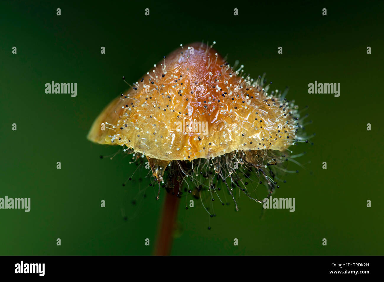 Saffrondrop bonnet (Mycena crocata), Saffrondrop Bonnet est concerné par l'Spinellus fusiger, Pays-Bas Banque D'Images