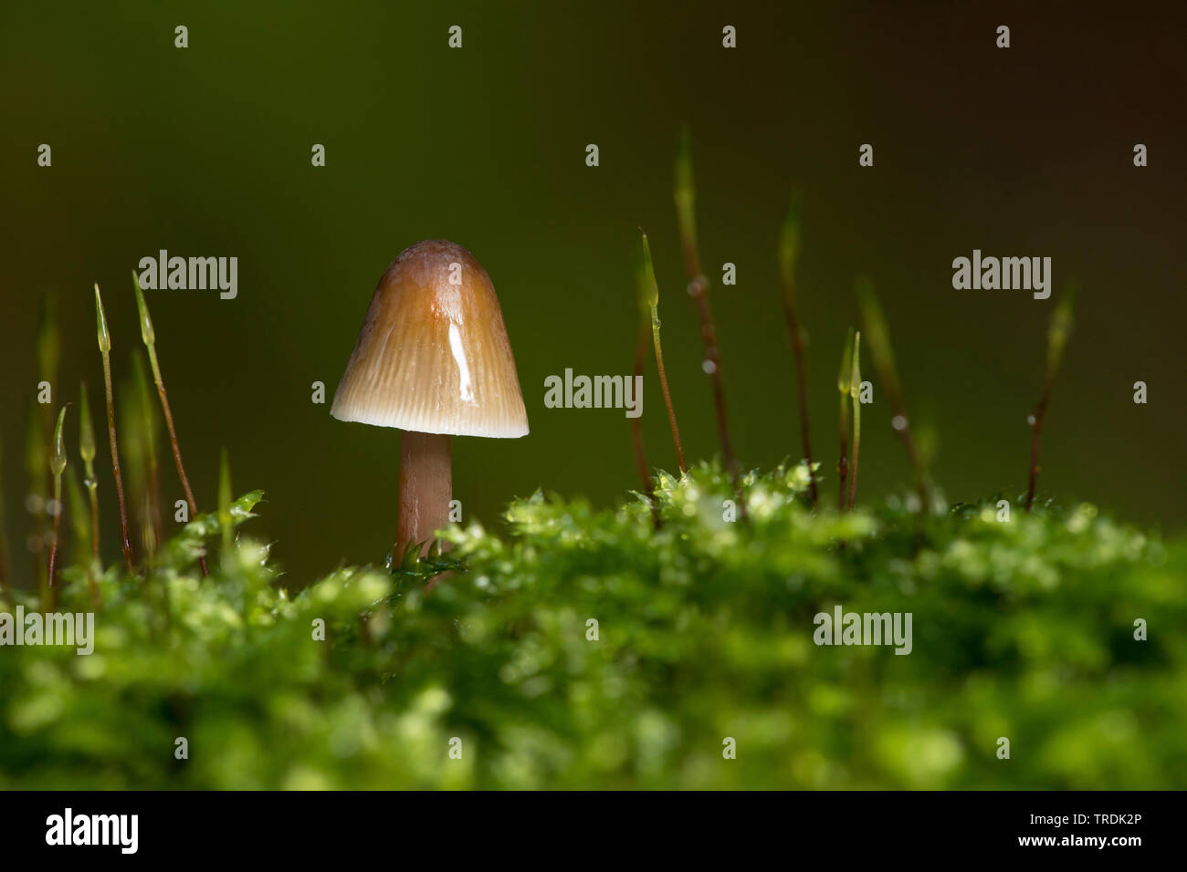 Saffrondrop bonnet (Mycena crocata), sur la mousse, Pays-Bas Banque D'Images