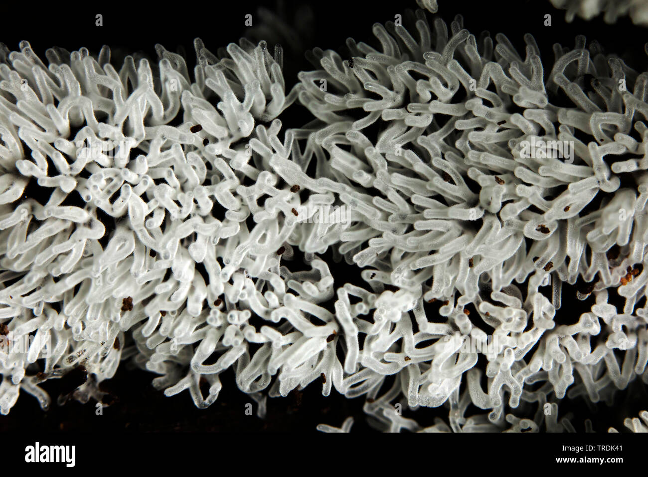 Myxomycète corail (Ceratiomyxa fruticulosa), sur le bois mort, Pays-Bas, Utrecht Banque D'Images