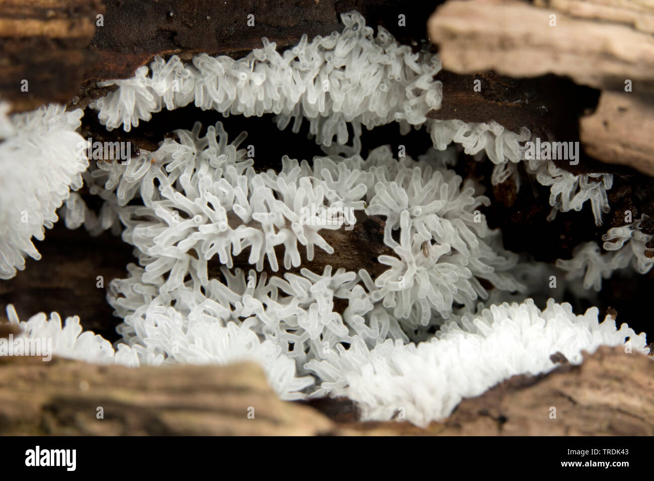 Myxomycète corail (Ceratiomyxa fruticulosa), sur le bois mort, Pays-Bas Banque D'Images