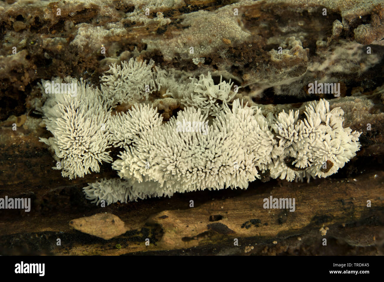 Myxomycète corail (Ceratiomyxa fruticulosa), sur le bois mort, Pays-Bas Banque D'Images