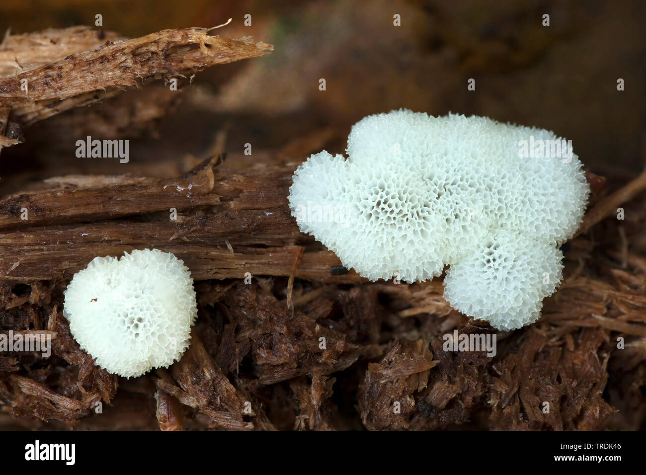 Myxomycète corail (Ceratiomyxa fruticulosa), sur le bois mort, Pays-Bas Banque D'Images