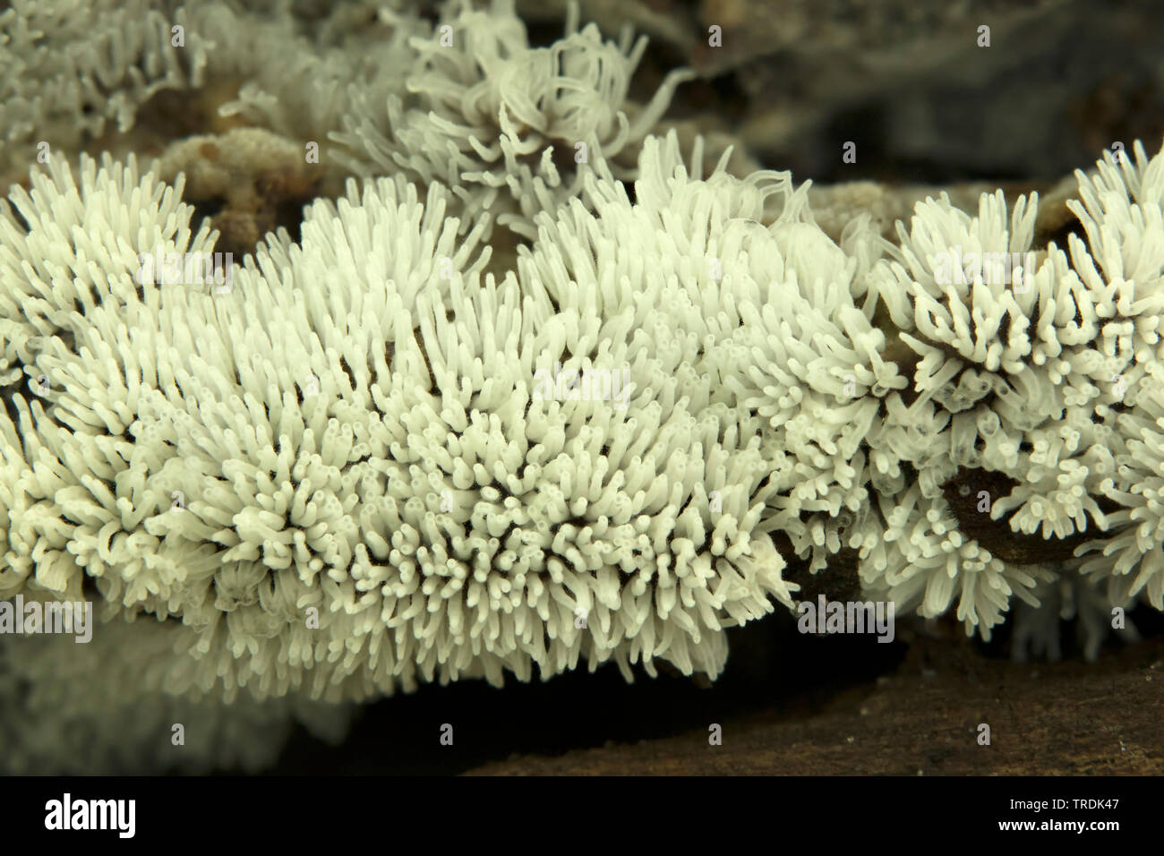 Myxomycète corail (Ceratiomyxa fruticulosa), sur le bois mort, Pays-Bas Banque D'Images