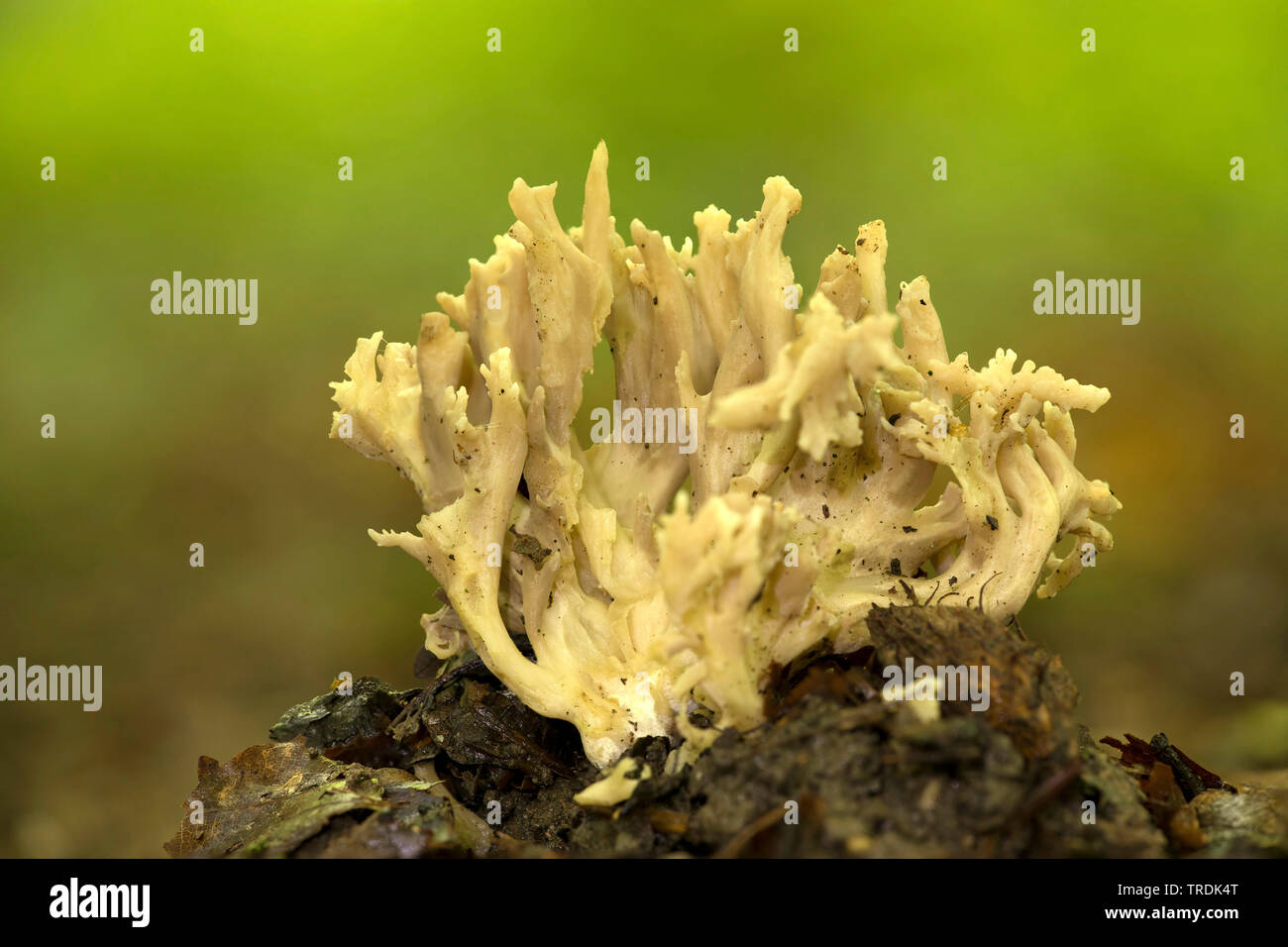 Corail champignon gris (Clavulina cinerea), sur les bround, Pays-Bas, Utrecht Banque D'Images