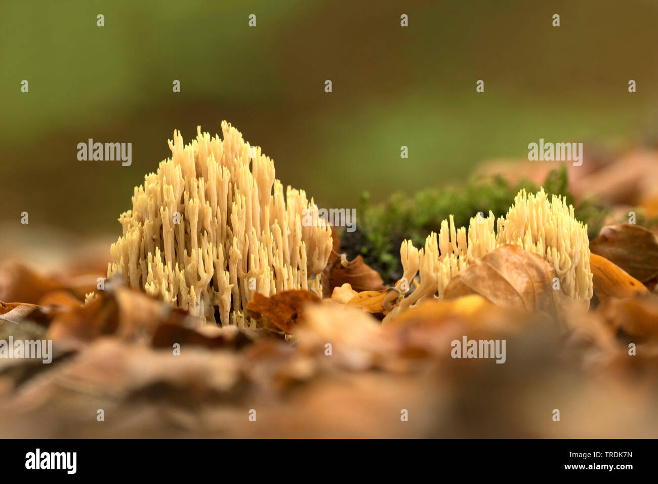 Coral verticale (Ramaria stricta), sur le sol des forêts, Pays-Bas, Utrecht Banque D'Images