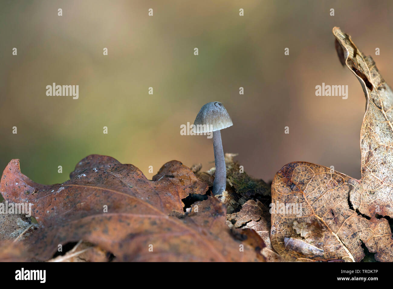 (Mycena galopus bonnet de traite), entre le feuillage, Pays-Bas Banque D'Images