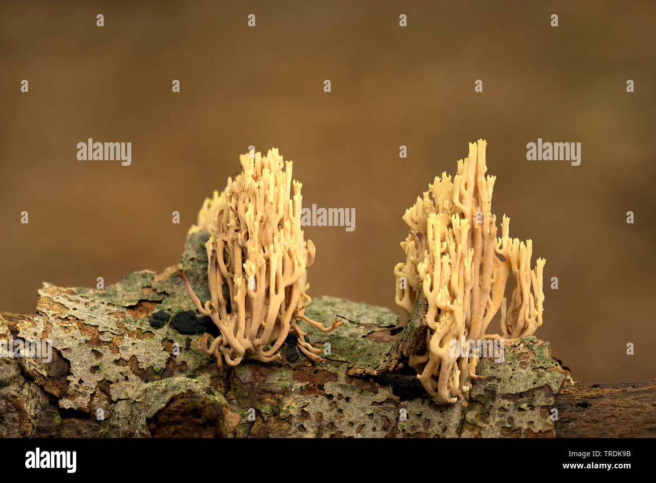 Coral verticale (Ramaria stricta), sur bois, Pays-Bas Banque D'Images