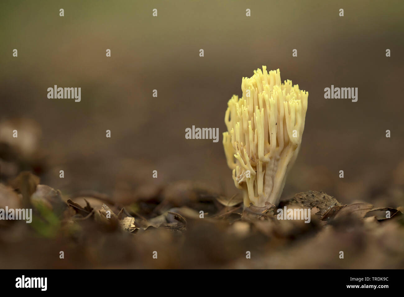Coral verticale (Ramaria stricta), sur le sol des forêts, Pays-Bas, Utrecht Banque D'Images
