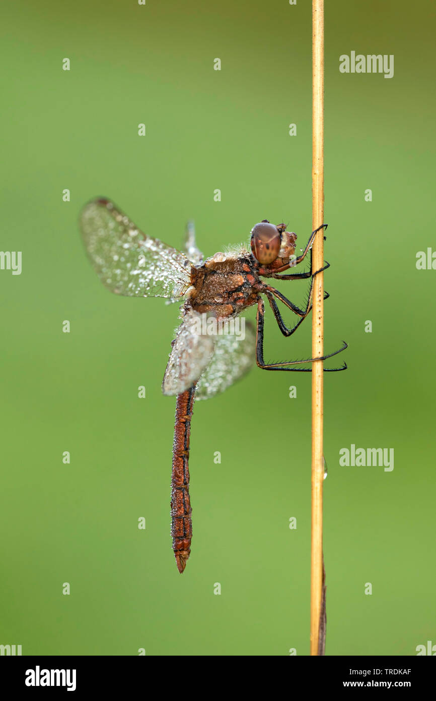 Sympetrum Sympetrum vulgatum (vagabonds), assis sur une usine, couverts avec la rosée, Pays-Bas Banque D'Images