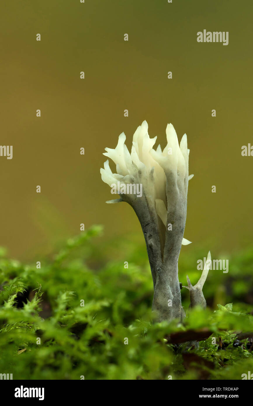 Les aigrettes, champignon blanc corail champignon (Clavulina coralloides, Clavulina cristata), sur le bois mort, Pays-Bas Banque D'Images