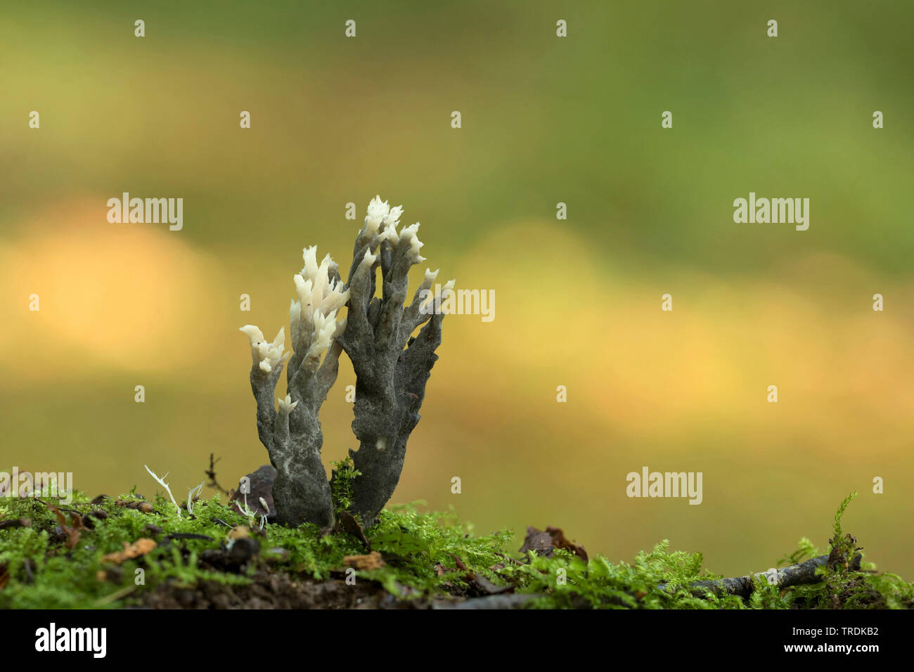Les aigrettes, champignon blanc corail champignon (Clavulina coralloides, Clavulina cristata), sur le bois mort, Pays-Bas, Utrecht Banque D'Images