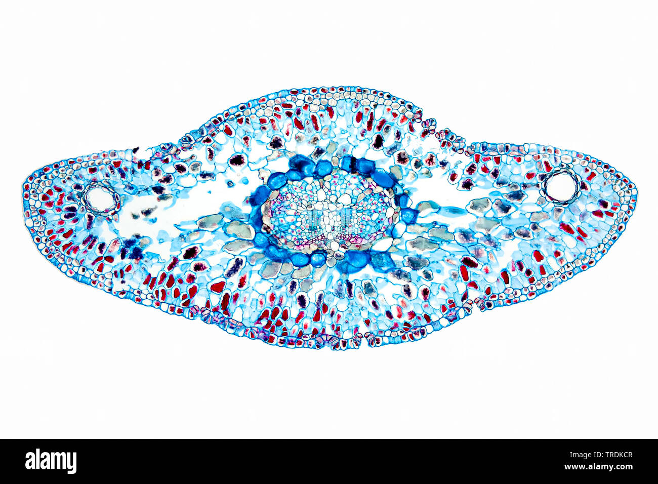 Sapin de Corée (Abies koreana), section transversale d'une aiguille, x 18 Banque D'Images