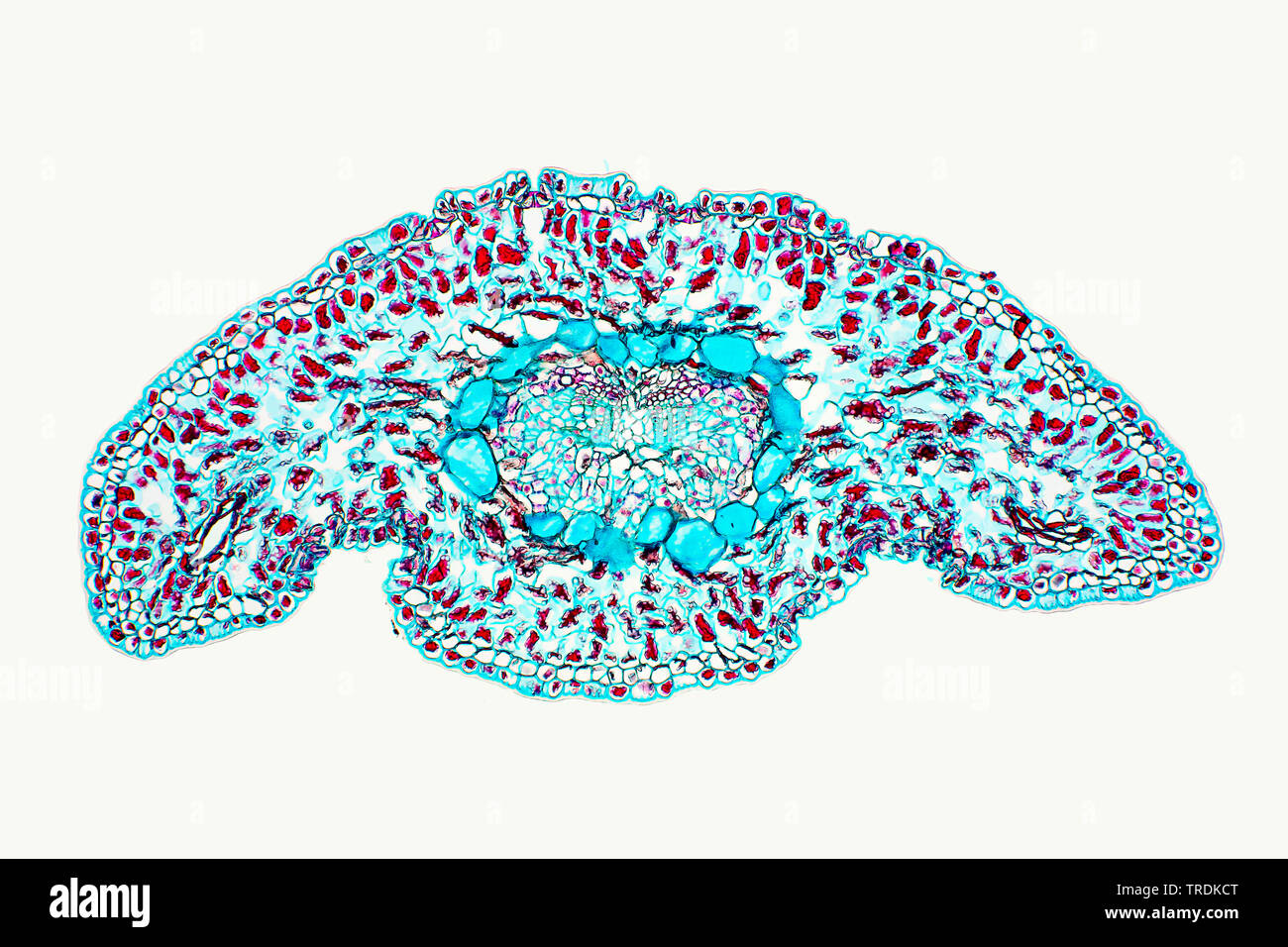 Sapin de Corée (Abies koreana), section transversale d'une aiguille, x 12 Banque D'Images