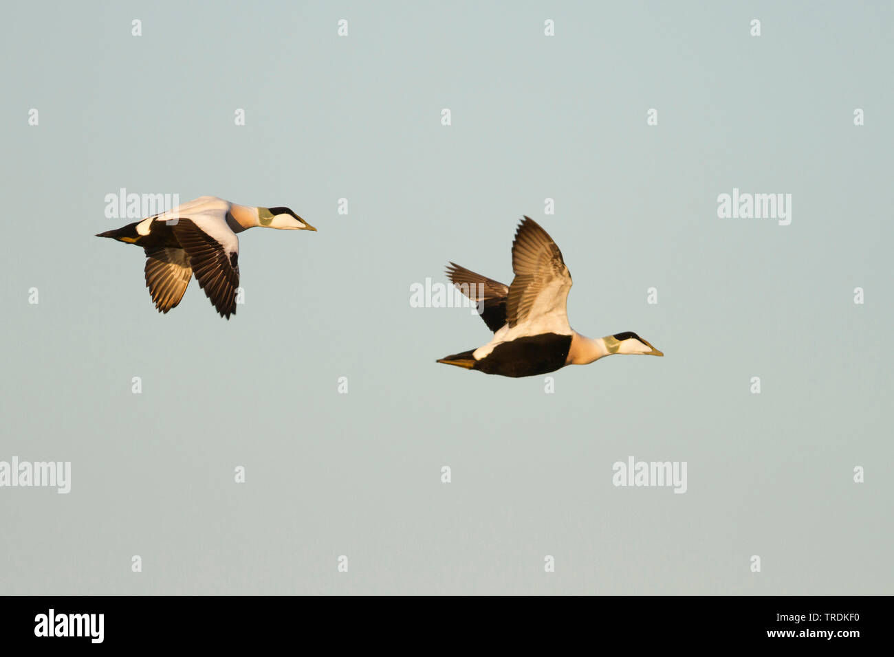 L'eider à duvet (Somateria mollissima), les mâles adultes survolant la mer du Nord, Allemagne Banque D'Images