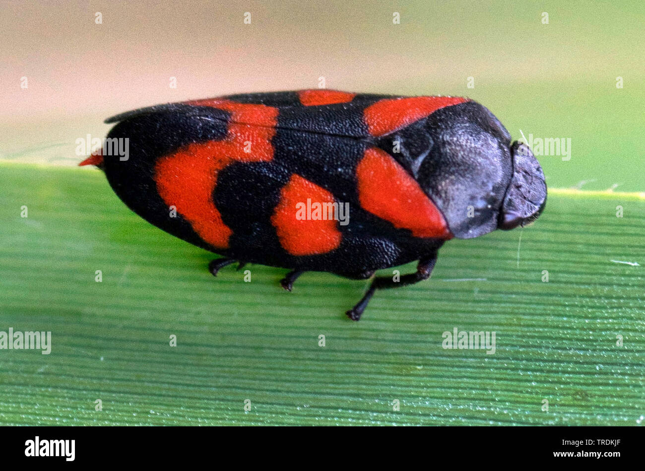 Noir et rouge (Cercopis froghopper Cercopis vulnerata, sanguinea), assis sur une feuille, Allemagne, Bavière, Murnauer Moos Banque D'Images