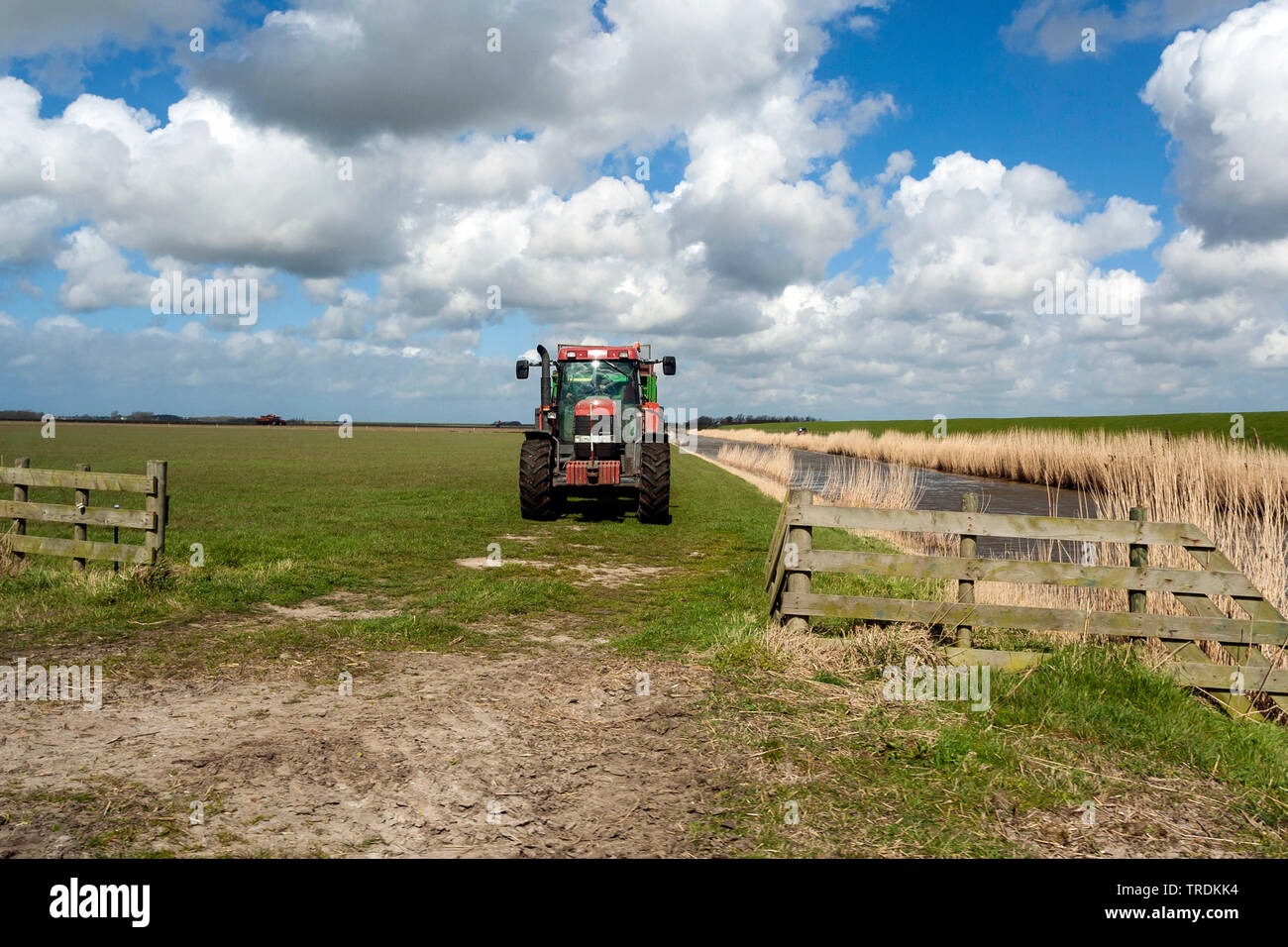 Le tracteur à Texel en printemps, Pays-Bas, Texel Banque D'Images