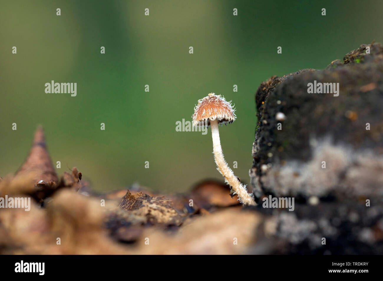 Psathyrella spec. (Psathyrella spec.), sur le terrain, Pays-Bas, Utrecht Banque D'Images